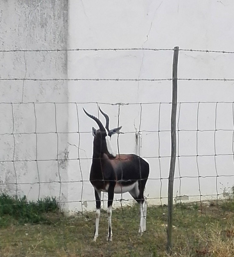 Beautiful Bontebok