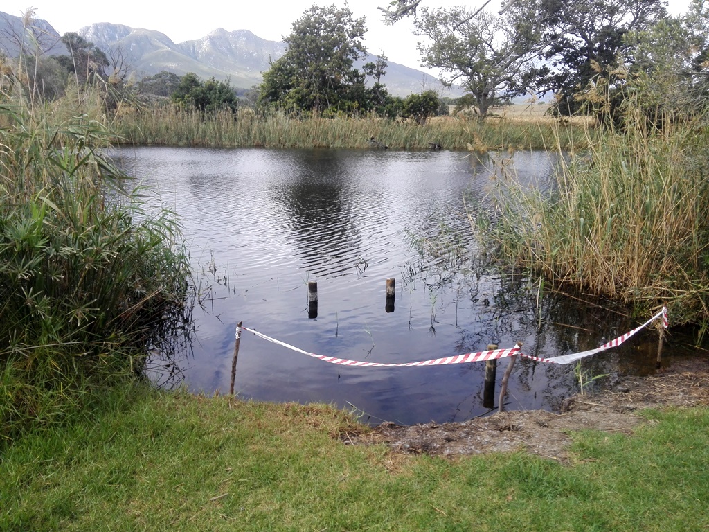 Swimming area cleared of reeds